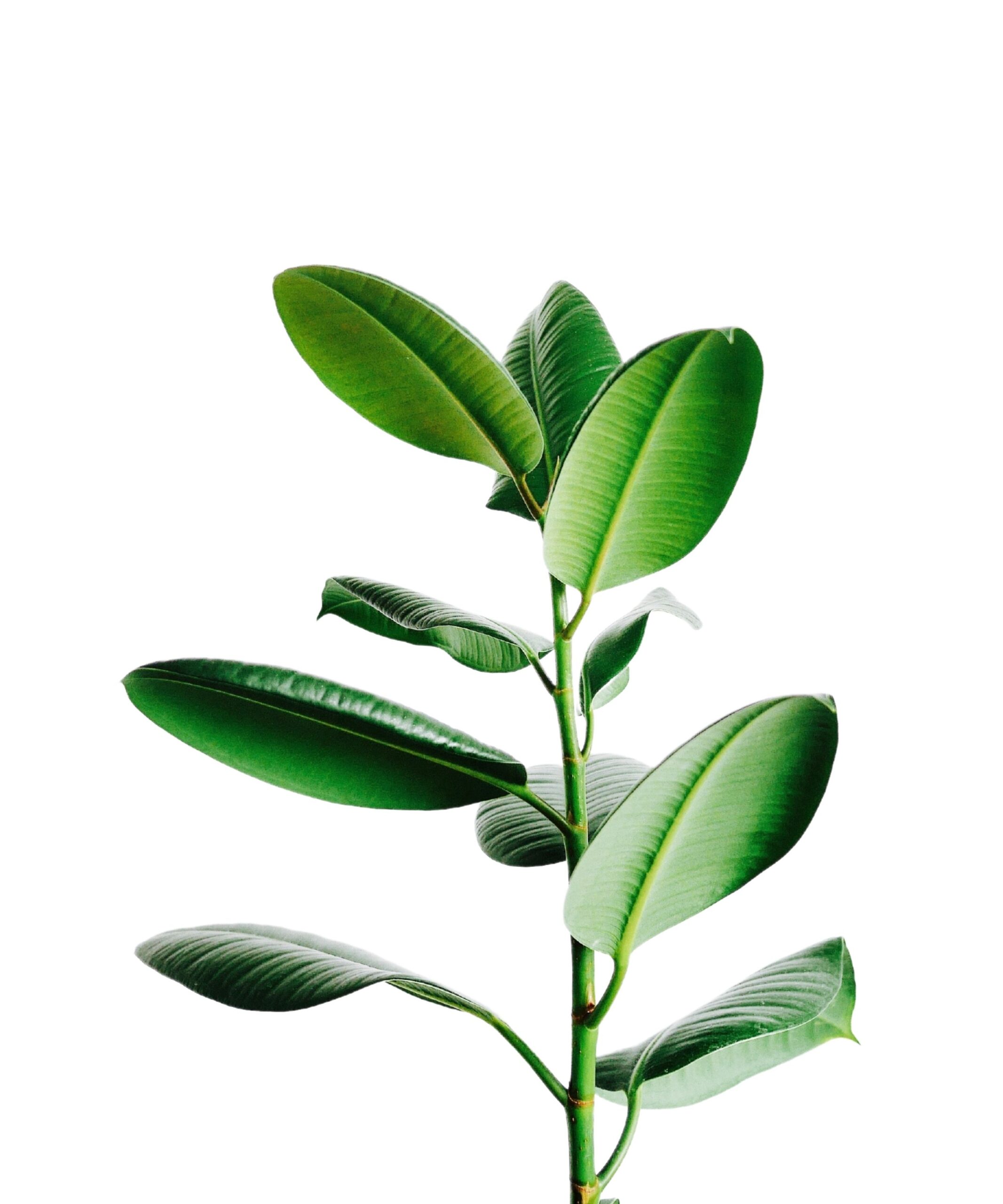 Closeup of plant